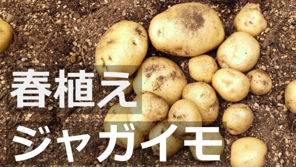 プランター栽培【春植え・ジャガイモ編】